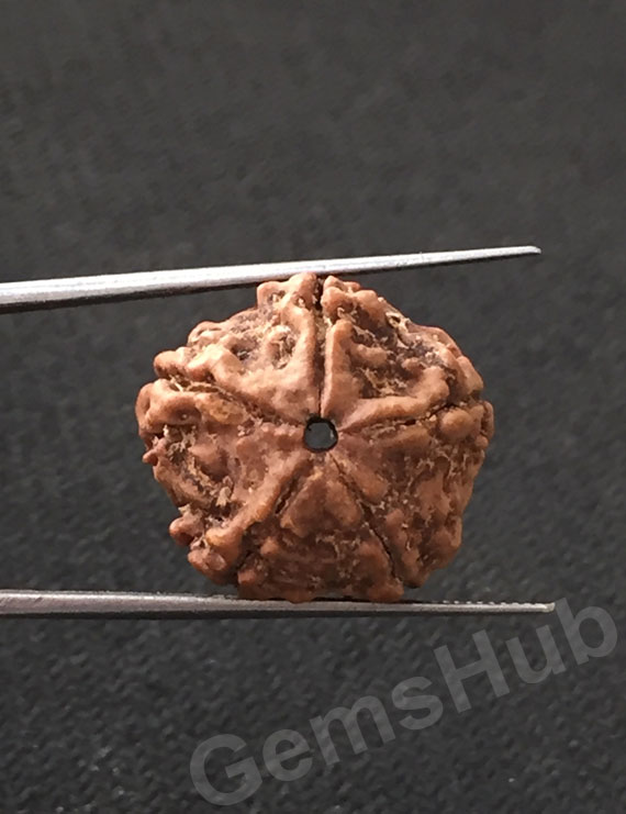 5 Mukhi Certified Nepali Rudraksha